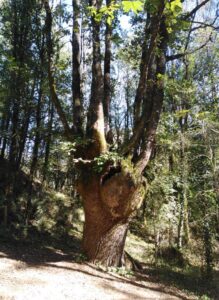 Préserver les vieilles forêts