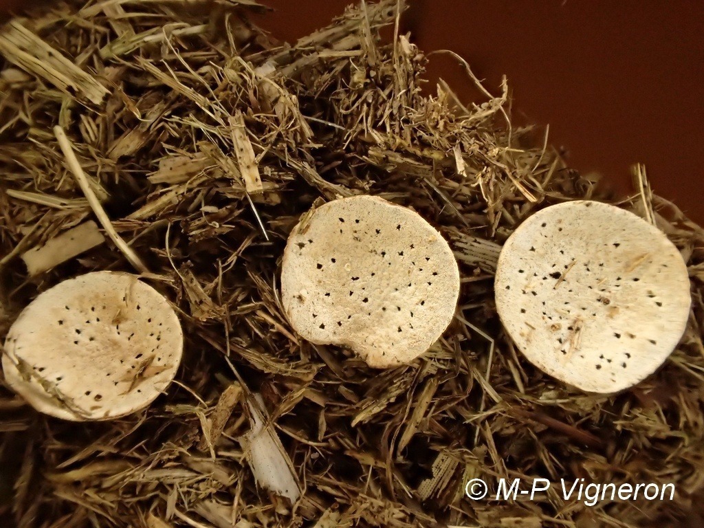 Fimicoles et Coprophiles
