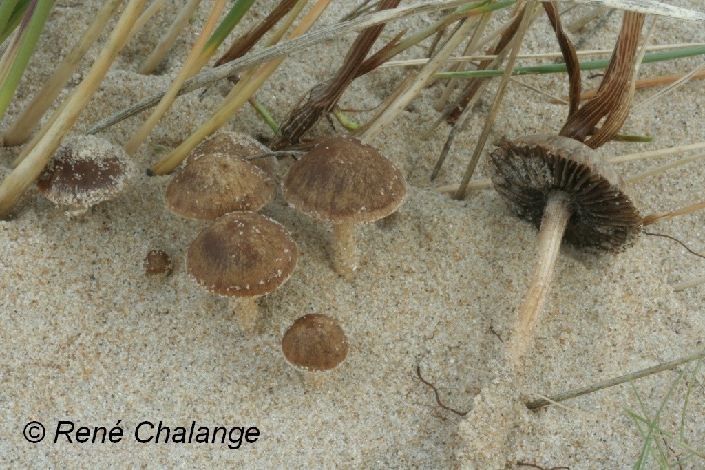 Les champignons des sables