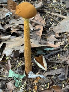 À l&rsquo;honneur : Battarrea phalloides