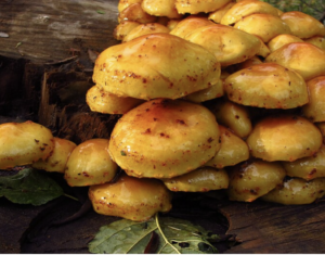 Les champignons, qu’ont-ils à nous apprendre ?