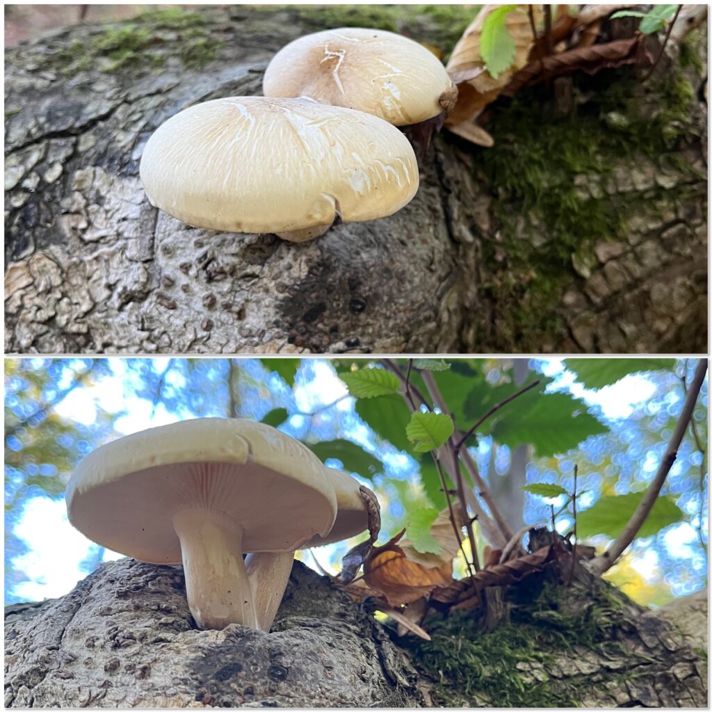 Hypsizygus ulmarius